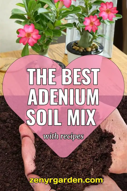 Adeniums Soil Best Soil For Adenium Plants Desert Rose, 53 OFF